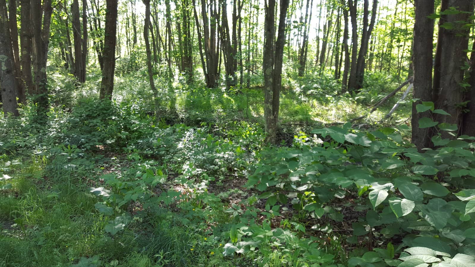 Historic Shipbuilding Site
