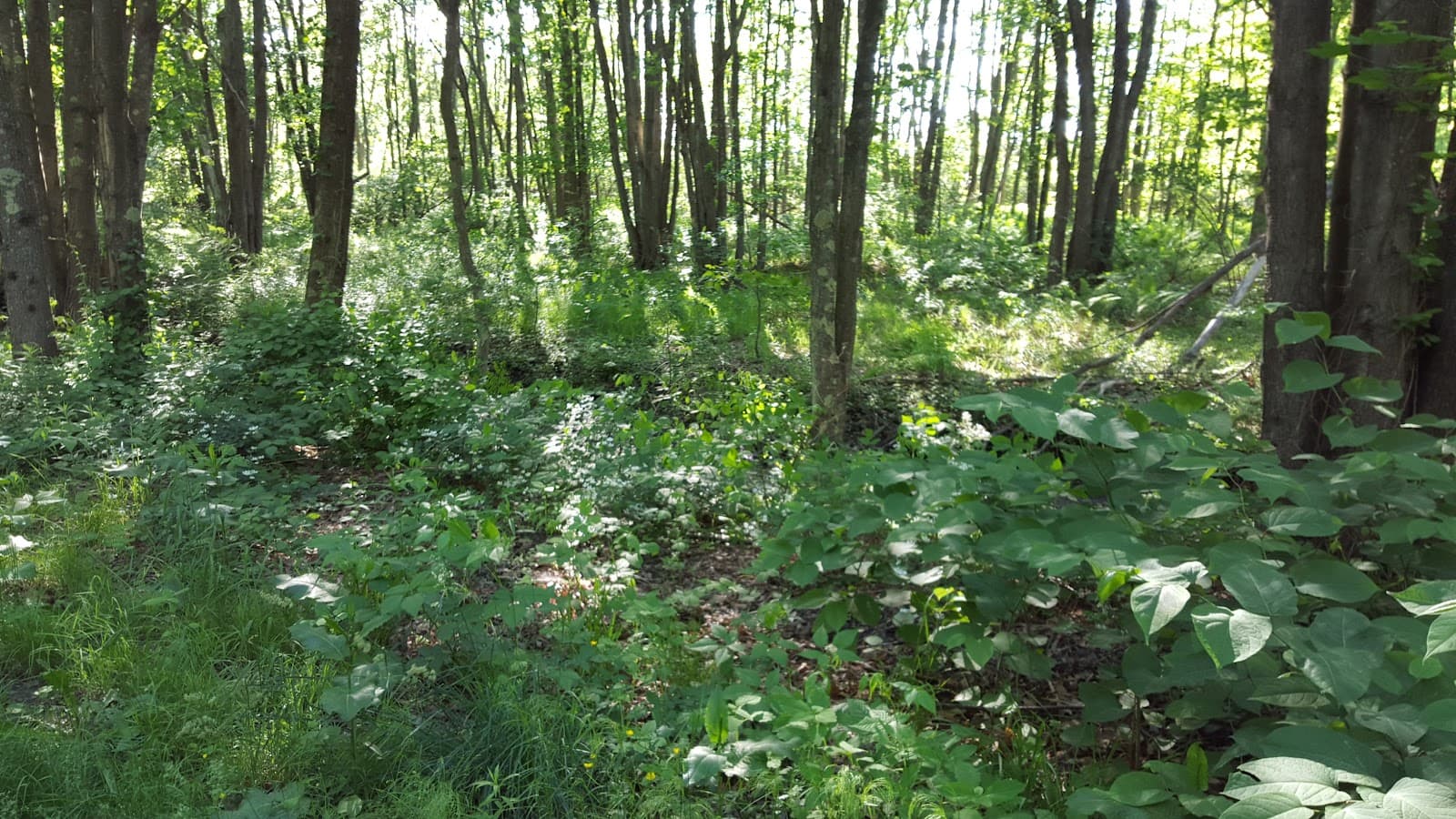 South Portland Greenbelt Walkway - Image 1