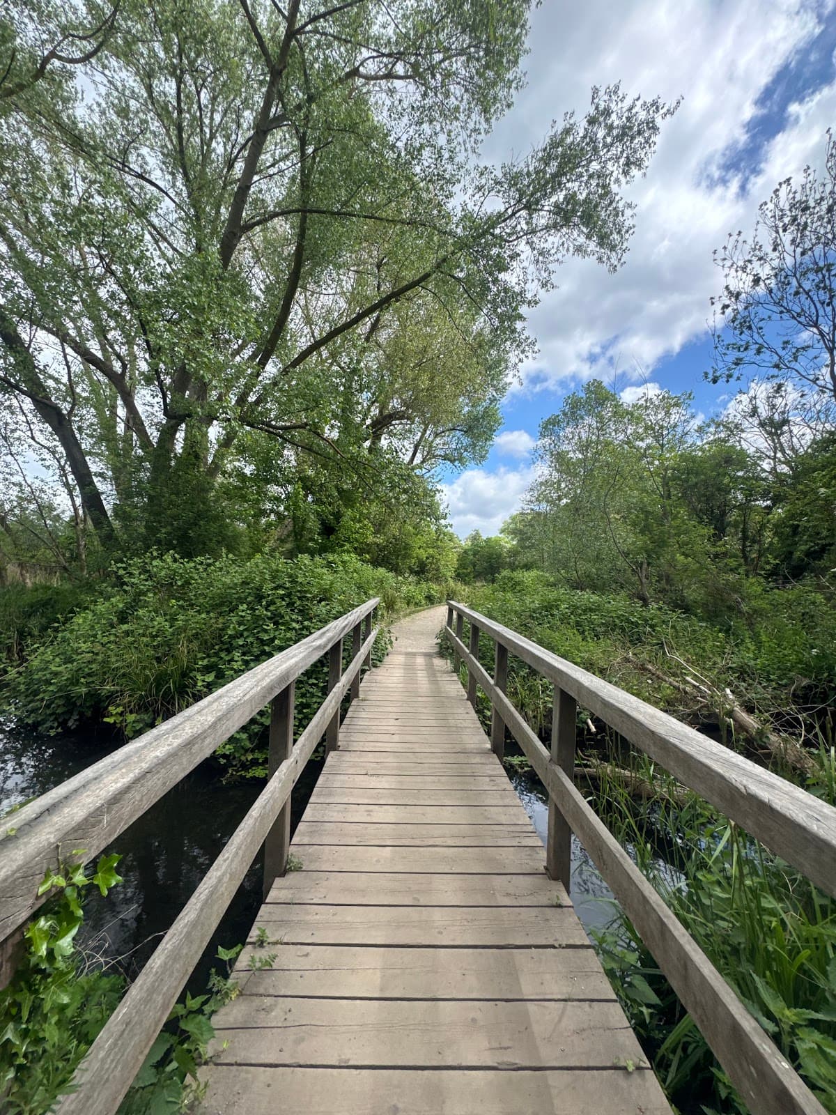 Boardwalk over Wetland, Morden Hall Park - Image 1