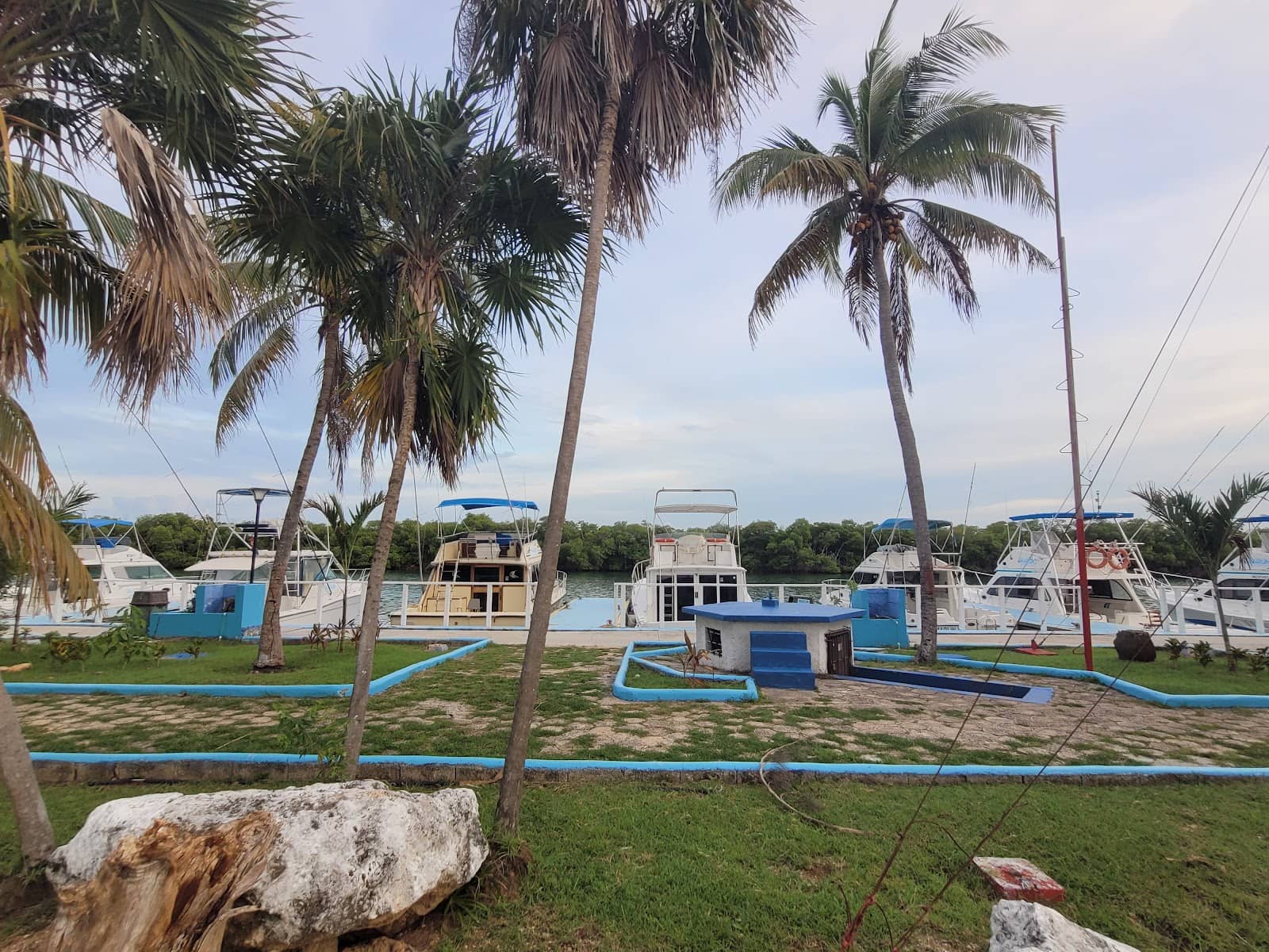 Dolphin Encounter