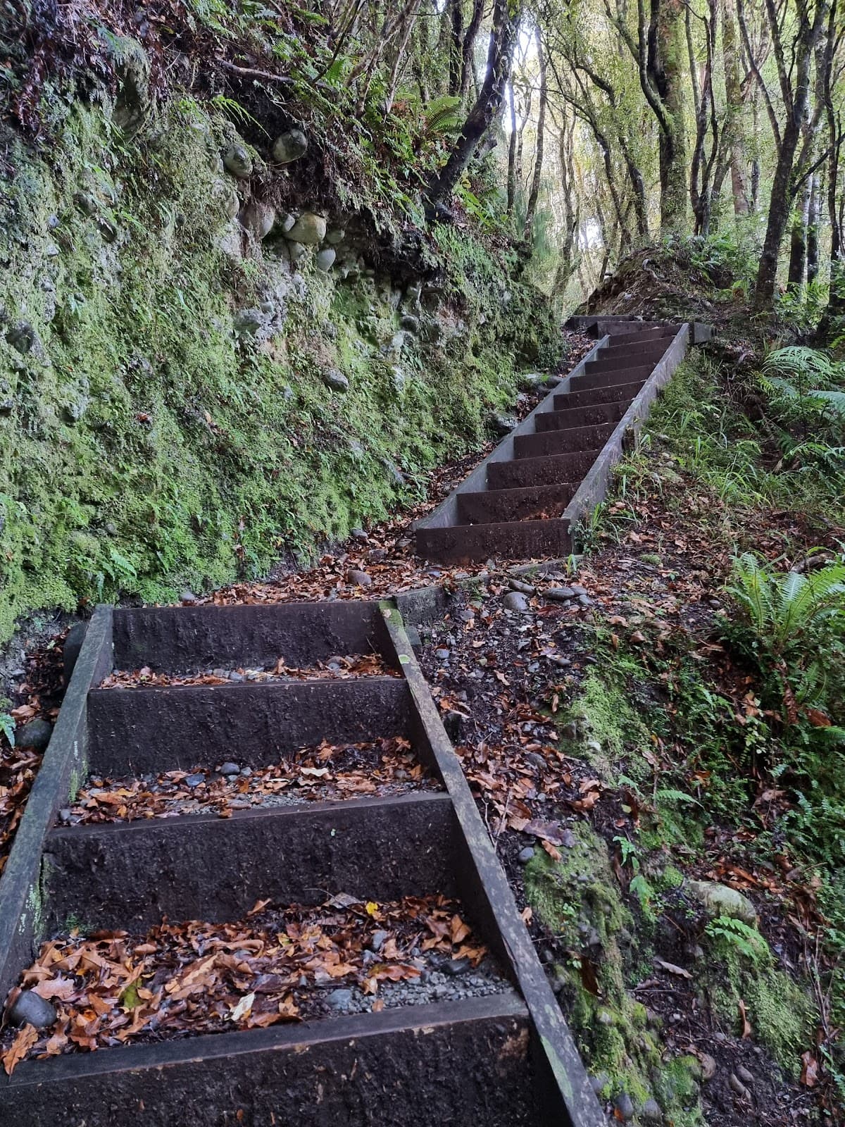 Arnold River Loop Track - Image 1