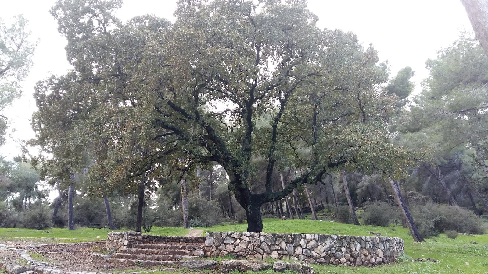 Beit Keshet Forest - Image 1