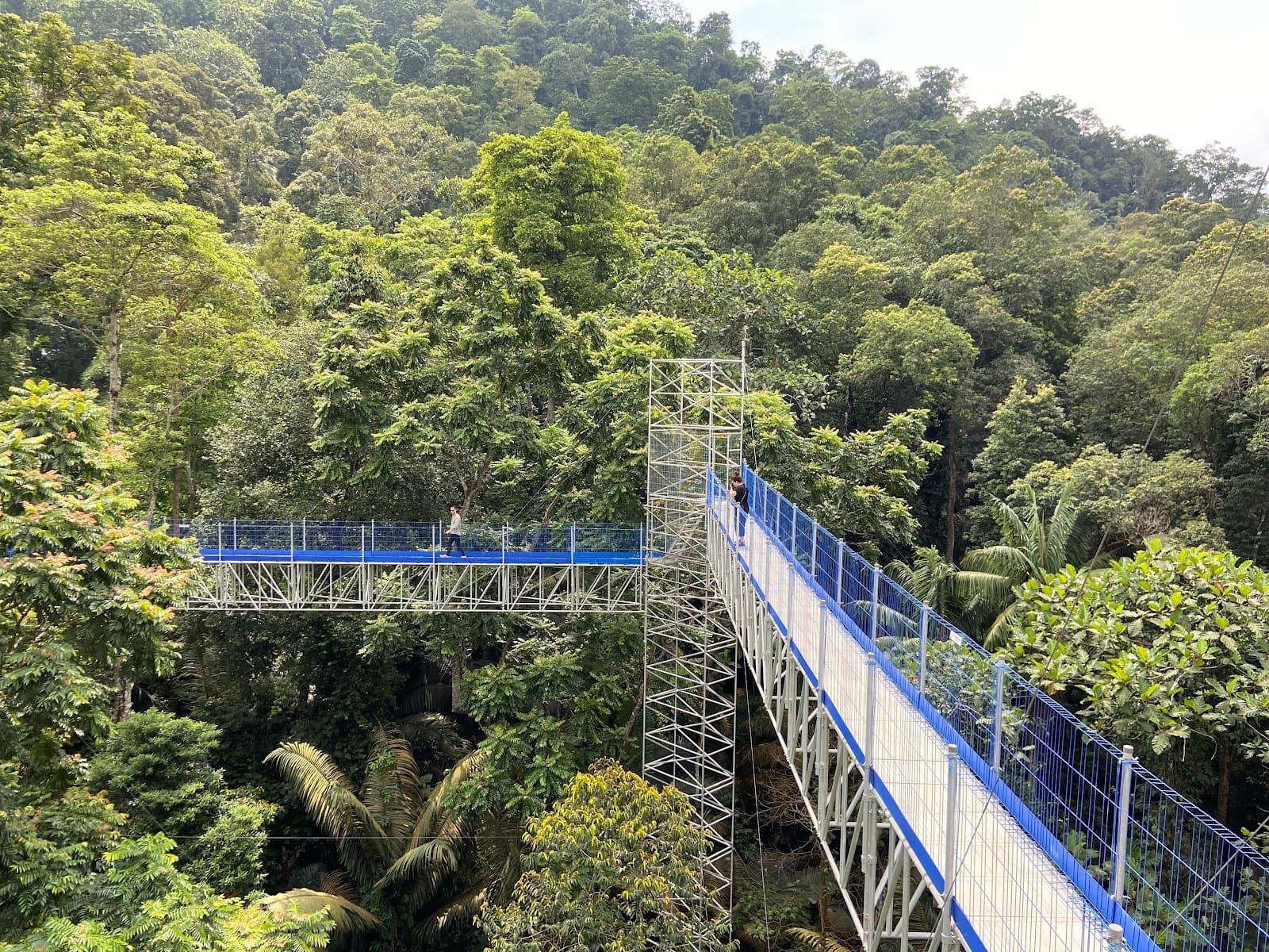 FRIM Forest Skywalk - Image 1