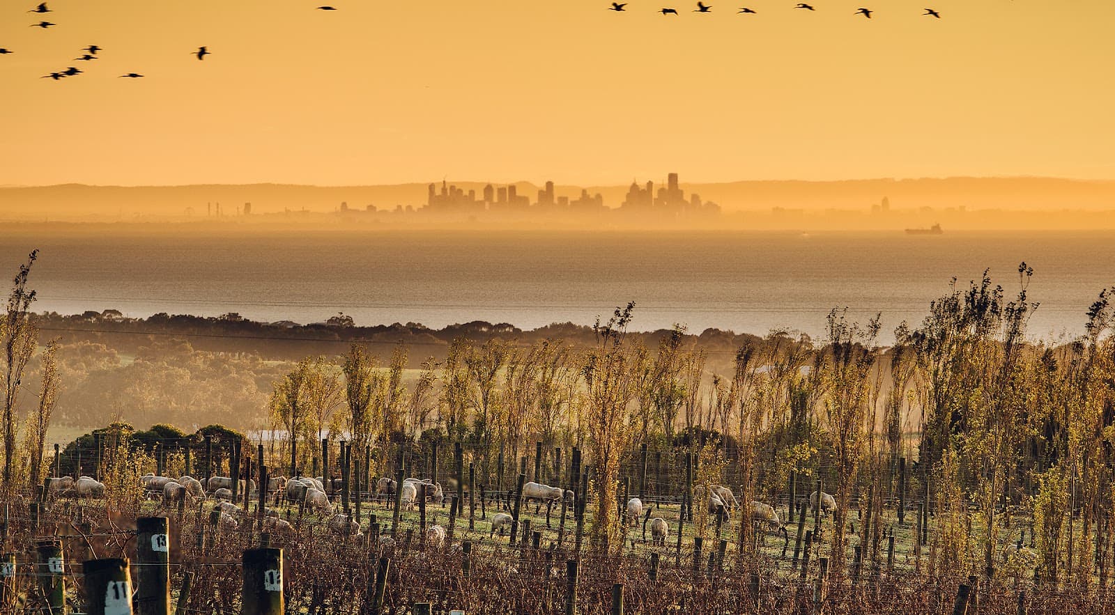 Scotchmans Hill Winery - Image 1