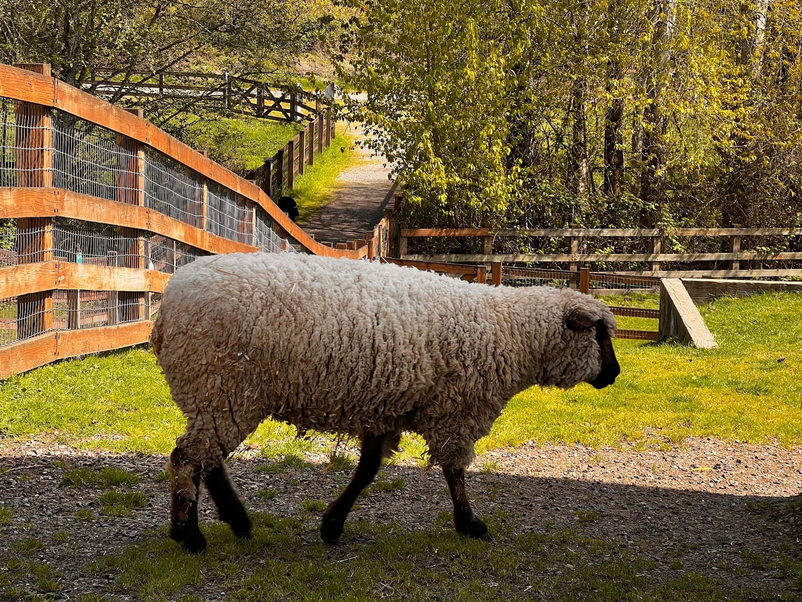 Kelsey Creek Farm Park - Image 1