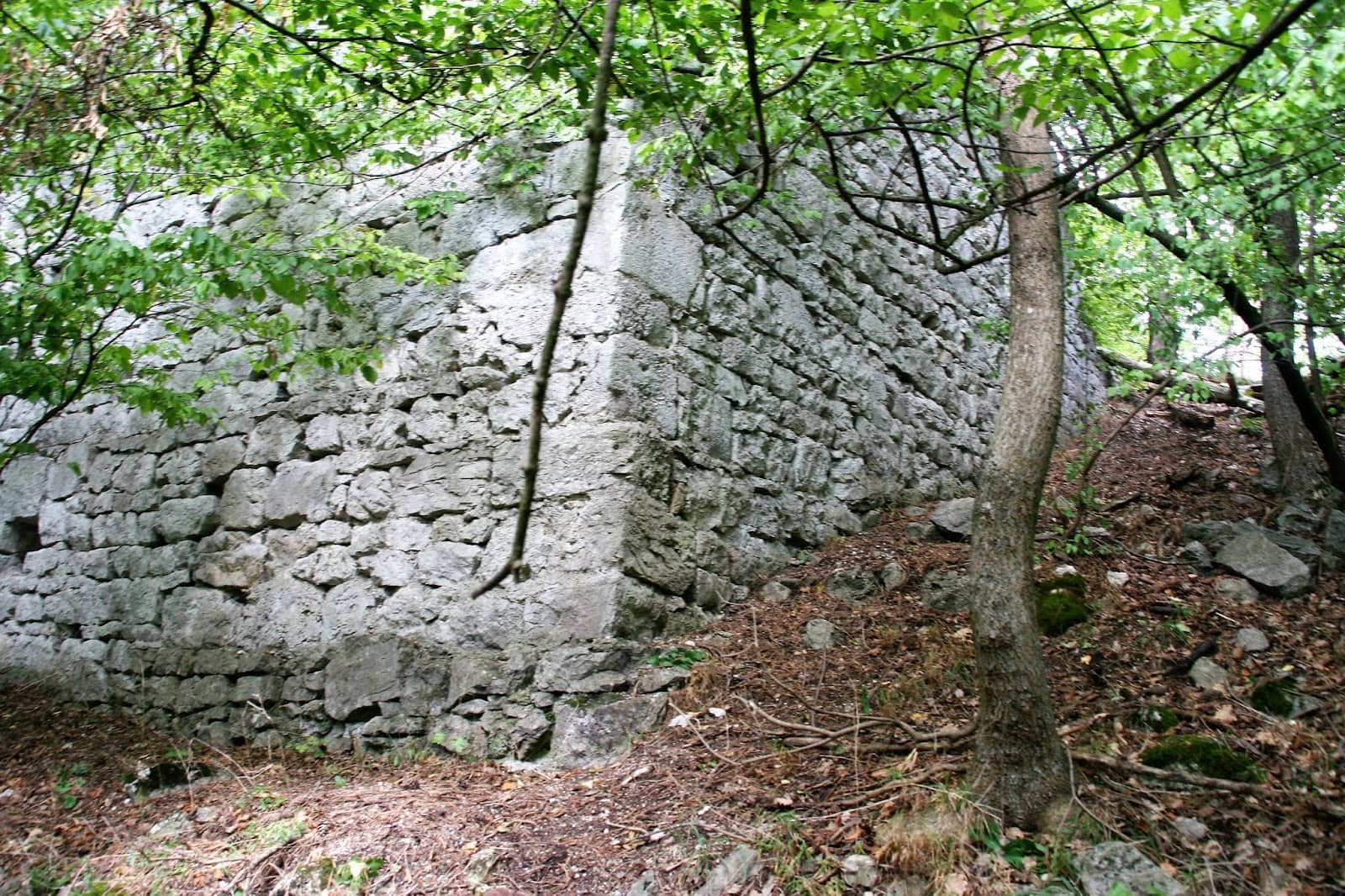 Forest Setting