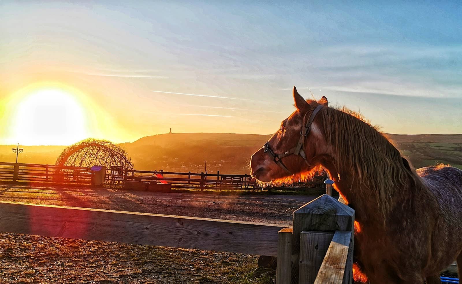Farm Animal Encounters