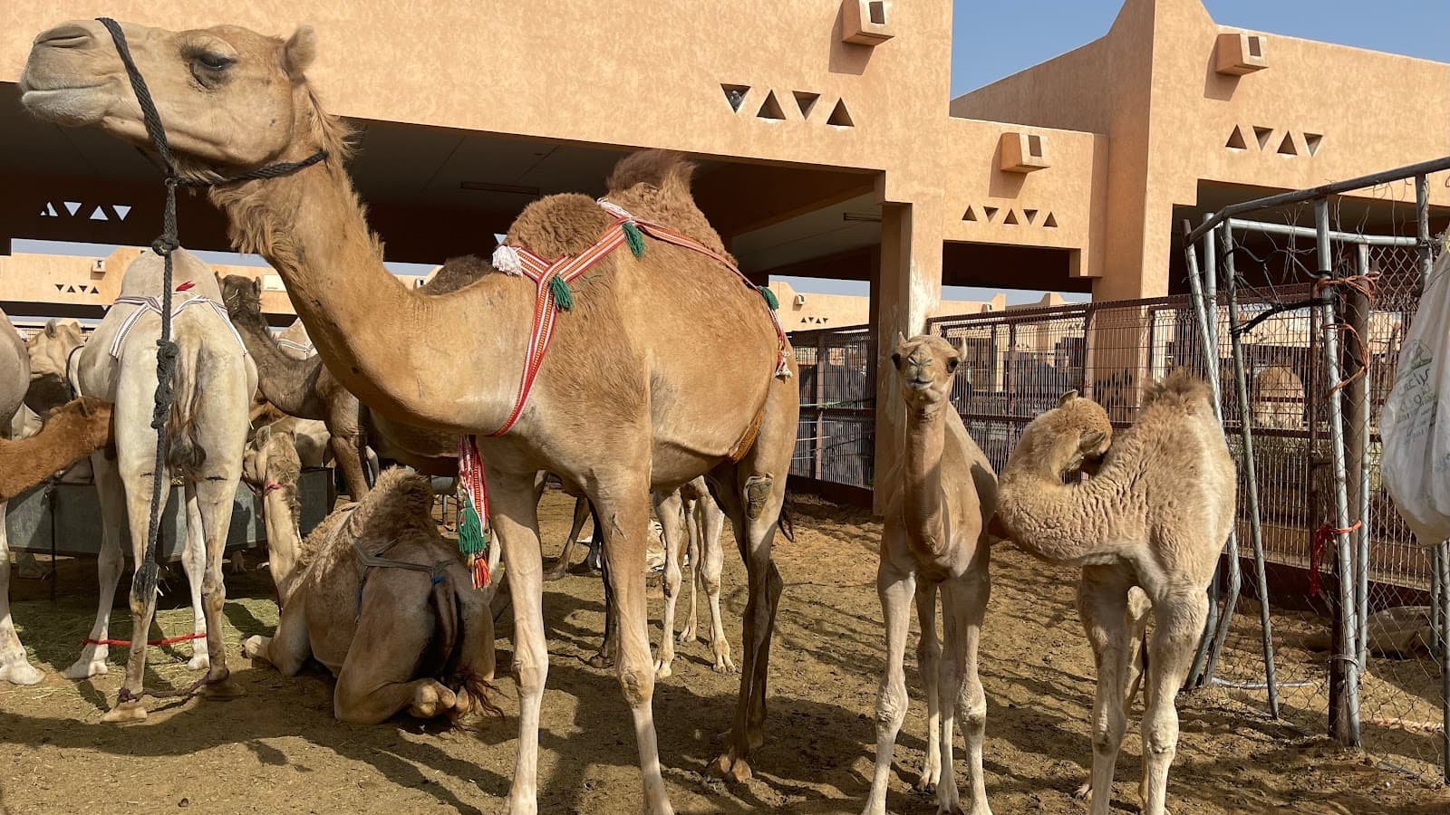 Al Ain Camel Market Abu Dhabi - Image 1