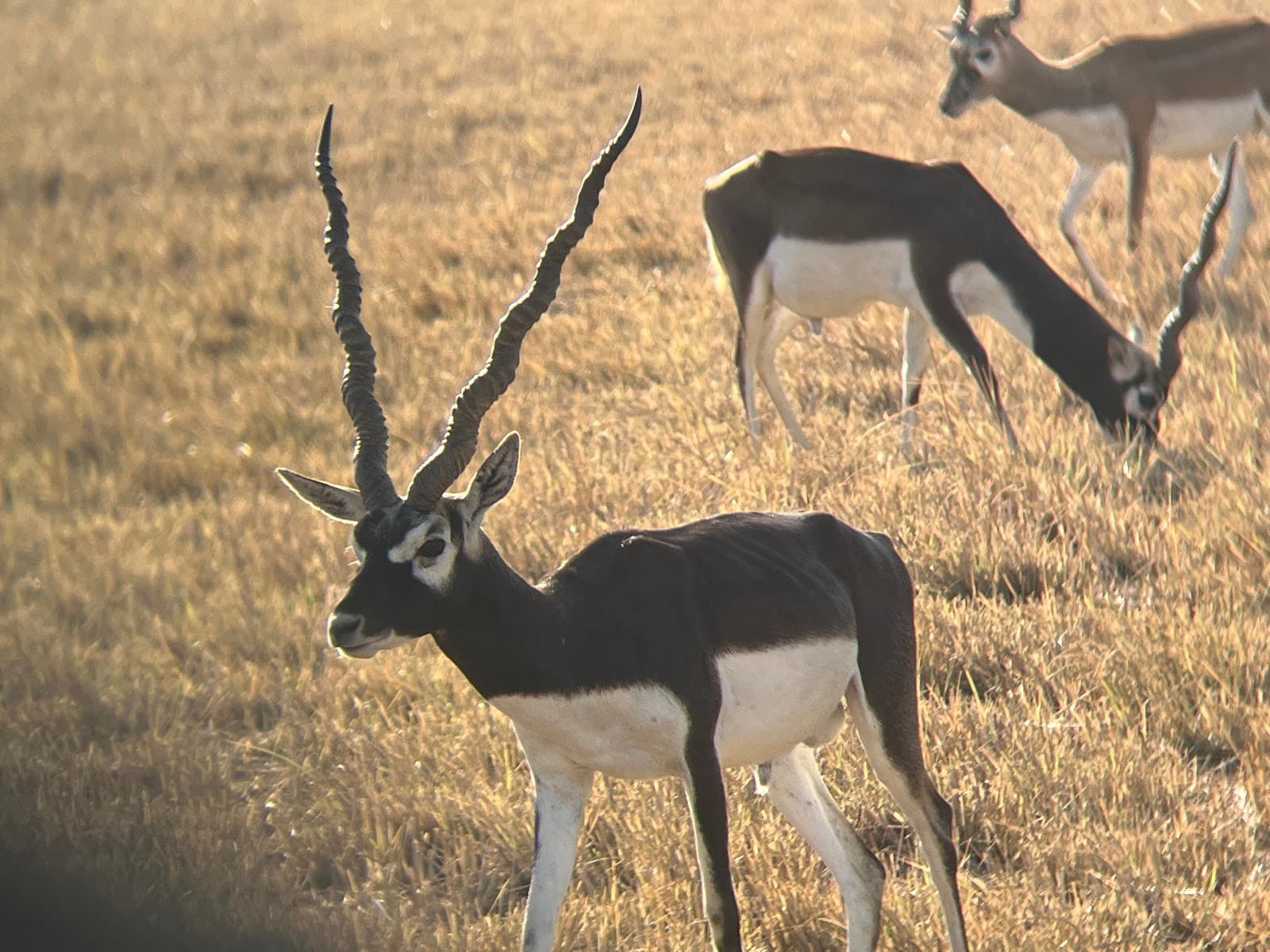 Velavadar Blackbuck National Park - Image 1