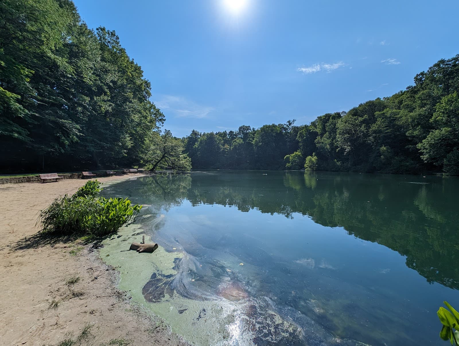 The Lily Pond (Mill Creek) - Image 1
