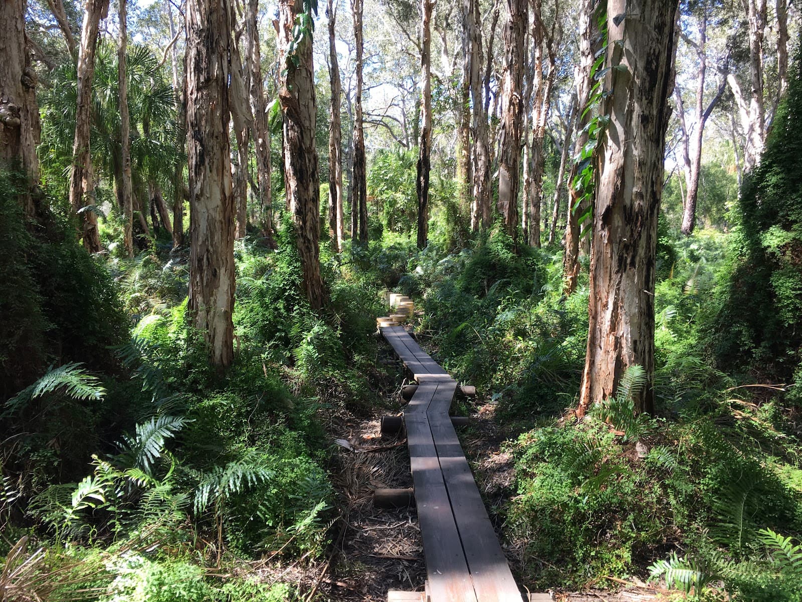 Paperbark Forest Boardwalk - Image 1