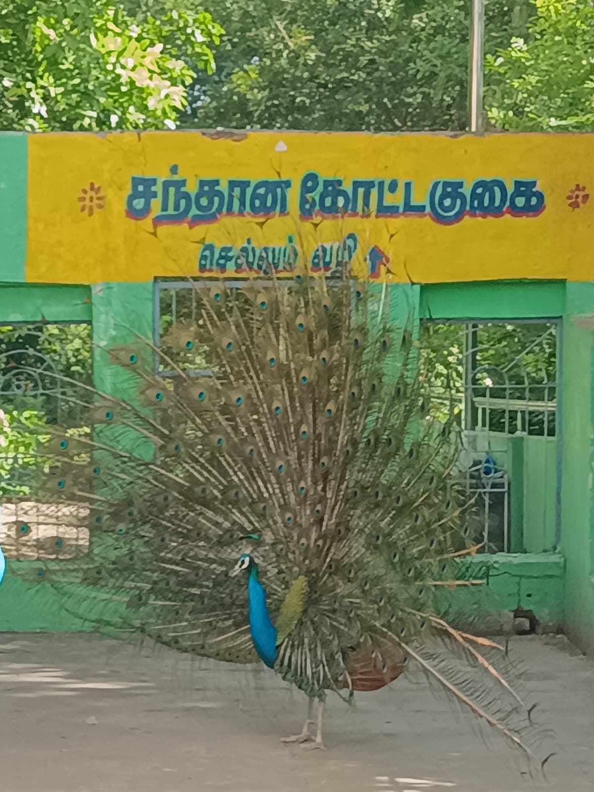 Viralimalai Peacock Sanctuary - Image 1