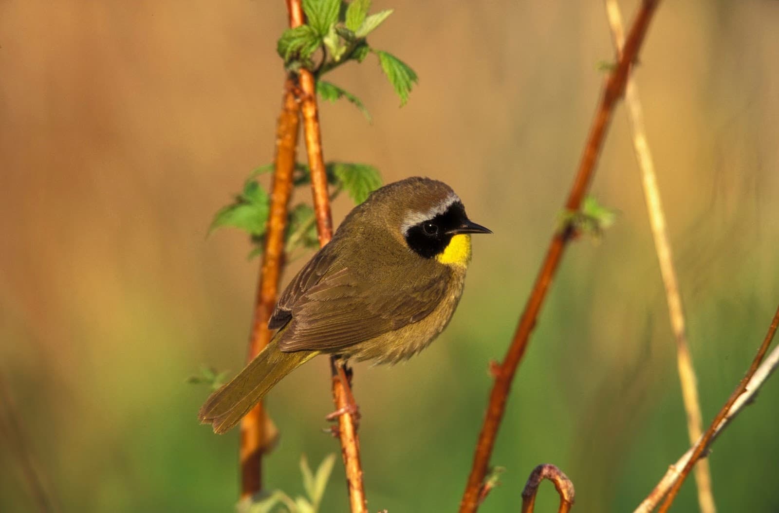 Sarett Nature Center - Image 1