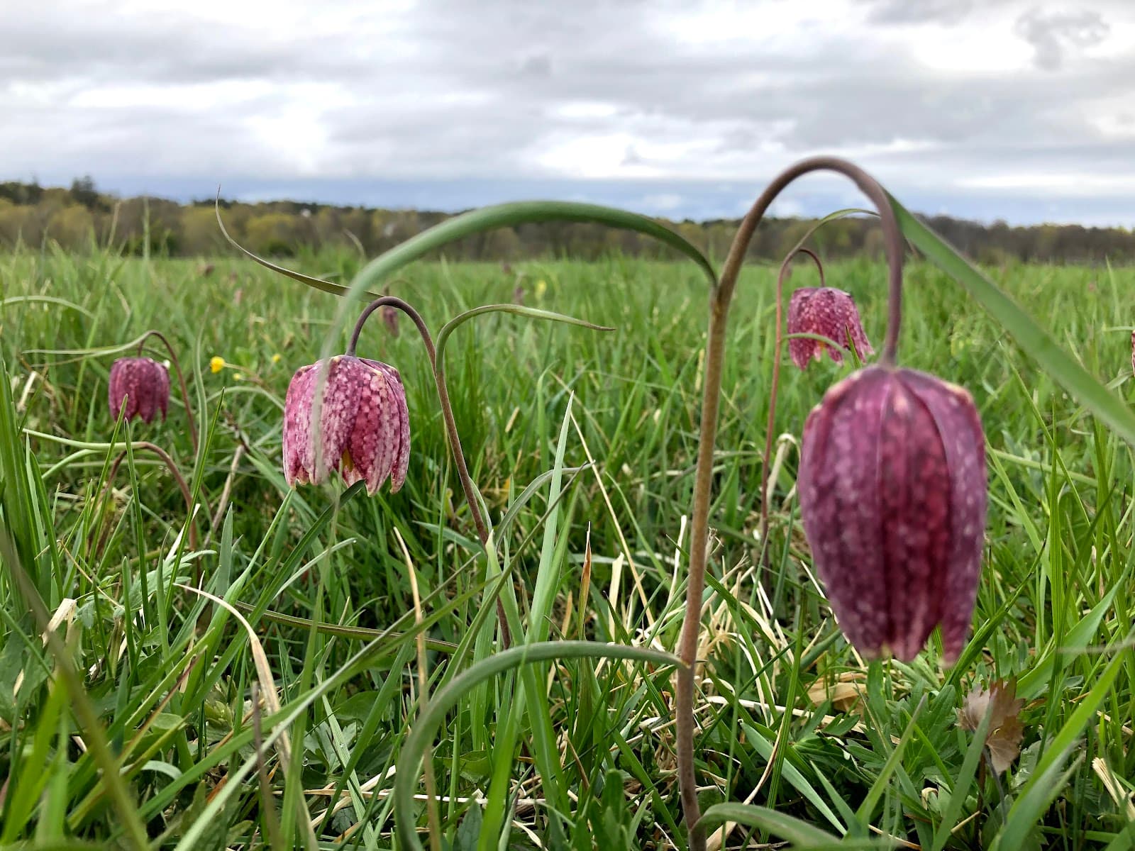 Kungsängen Nature Reserve Uppsala - Image 1