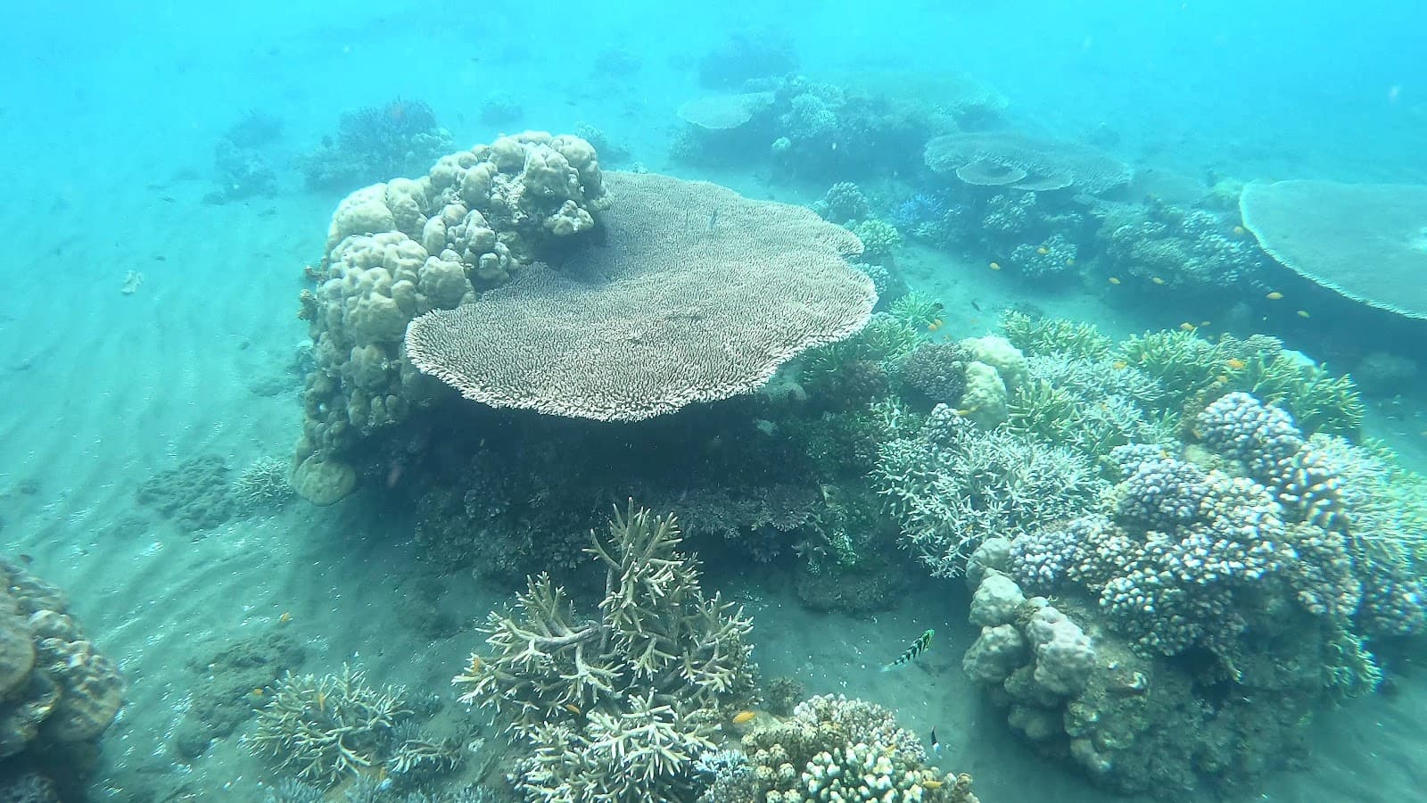 Dauin Marine Sanctuaries - Image 1