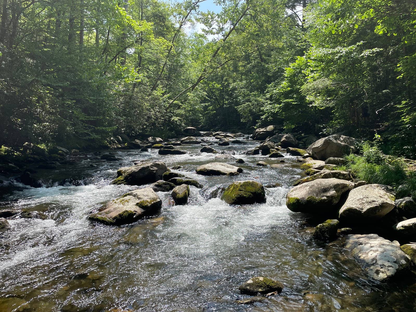 Wildflowers and Waterfalls