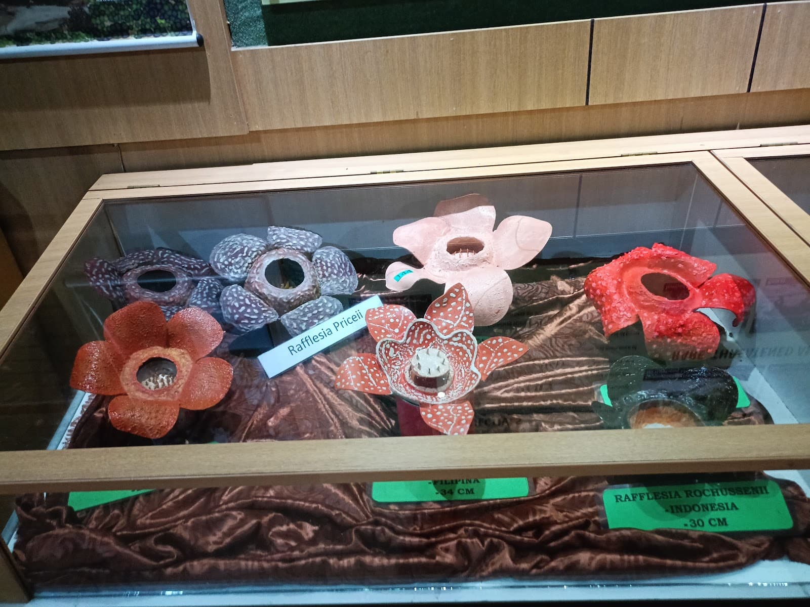 Rafflesia Centre Tambunan - Image 1