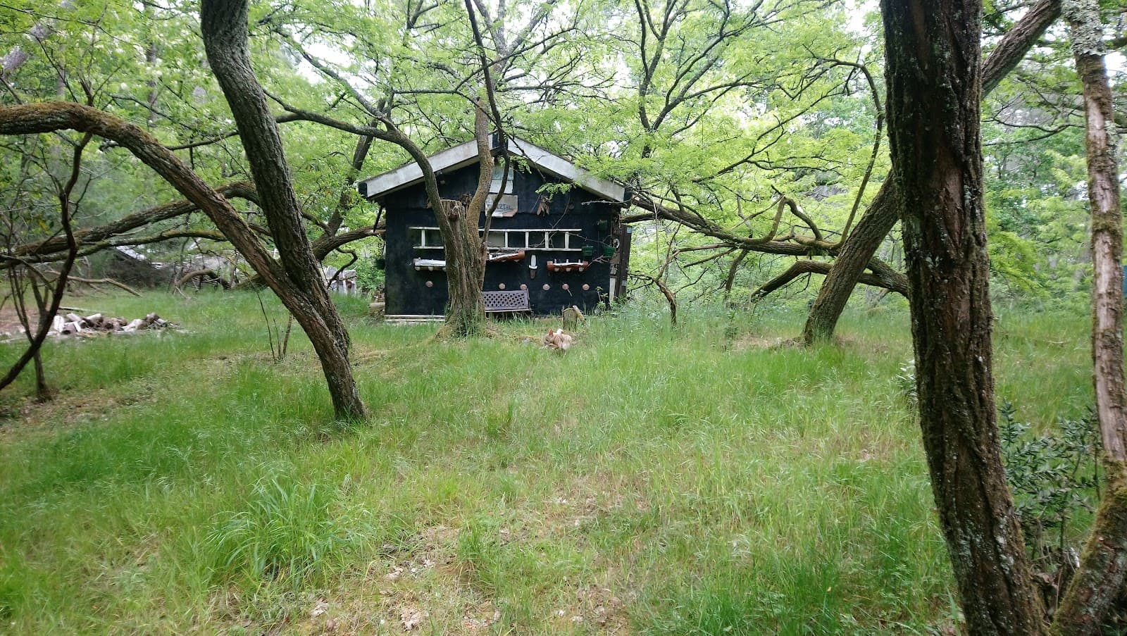 Forêt usagère de La Teste - Image 1