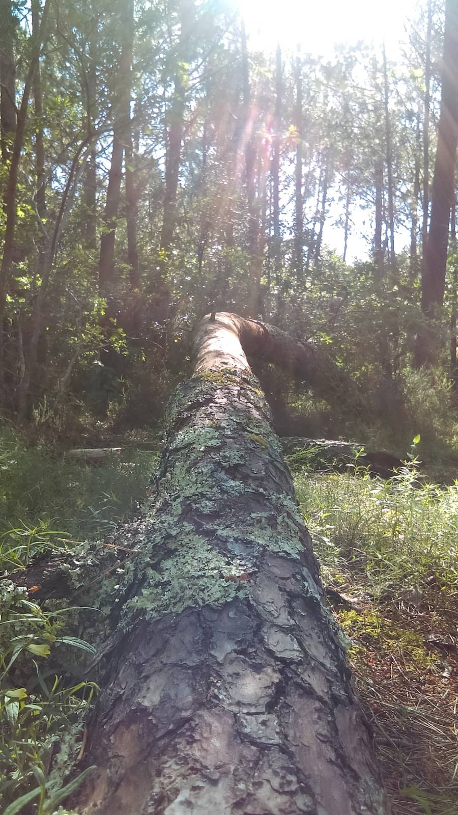 Vertical photo