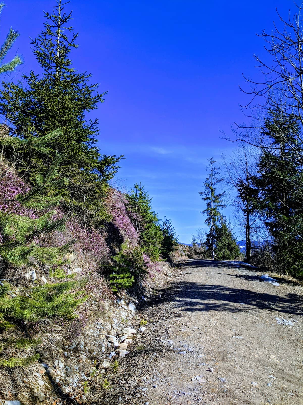 Panoramic Viewpoints