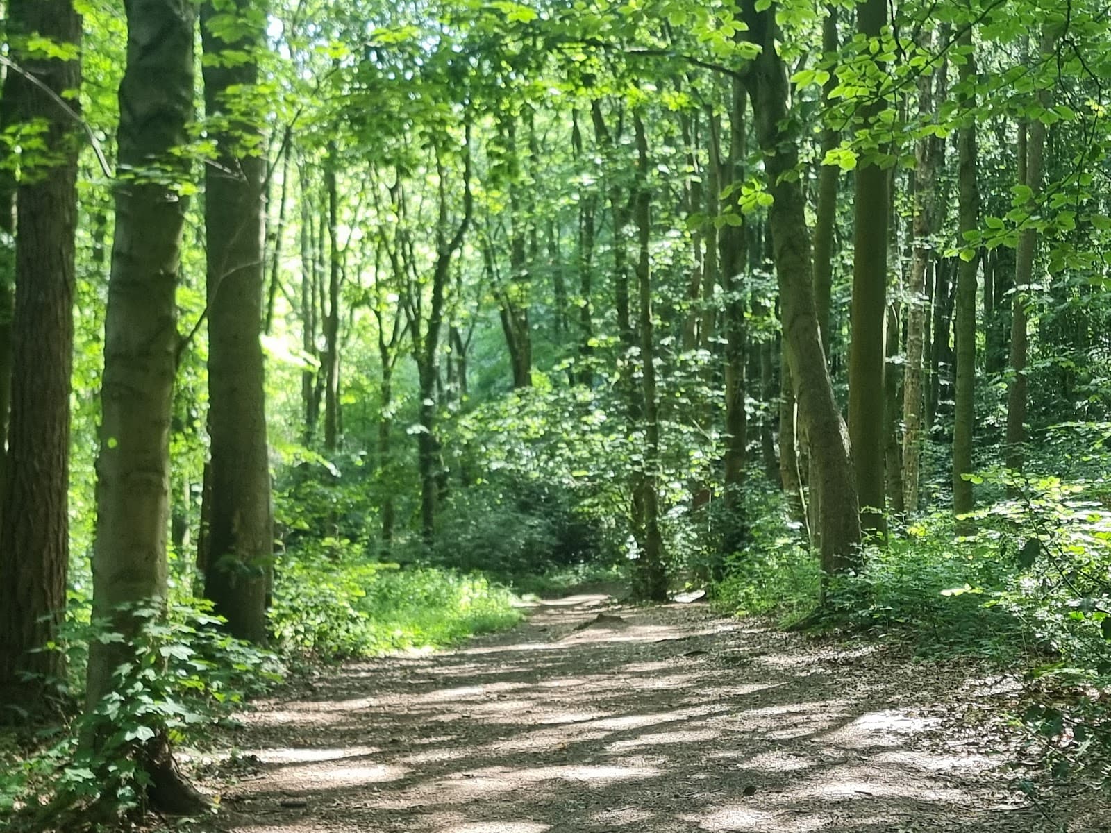 Jubilee Wood, Charnwood - Image 1