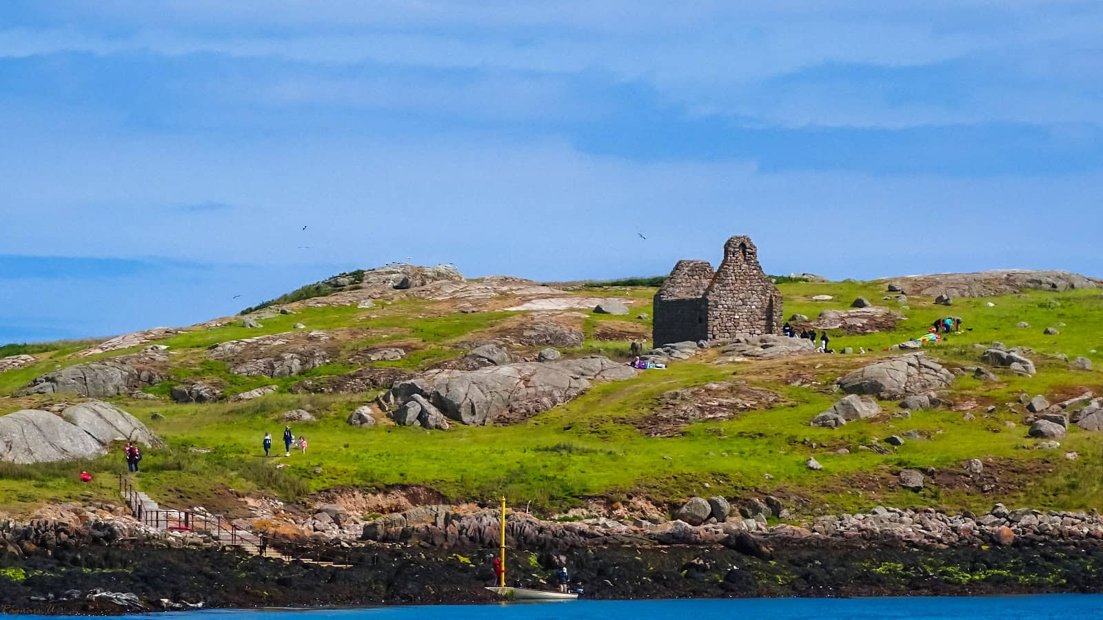 Island Goats