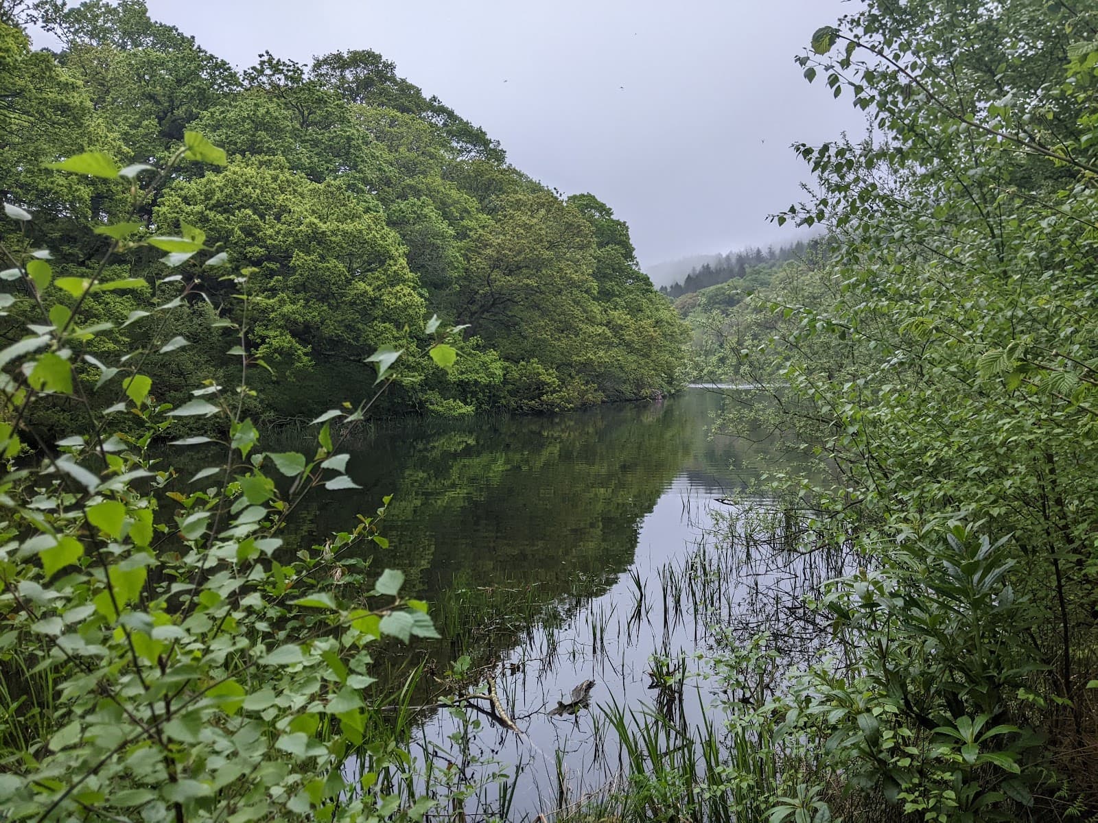 Pressmennan Wood - Image 1