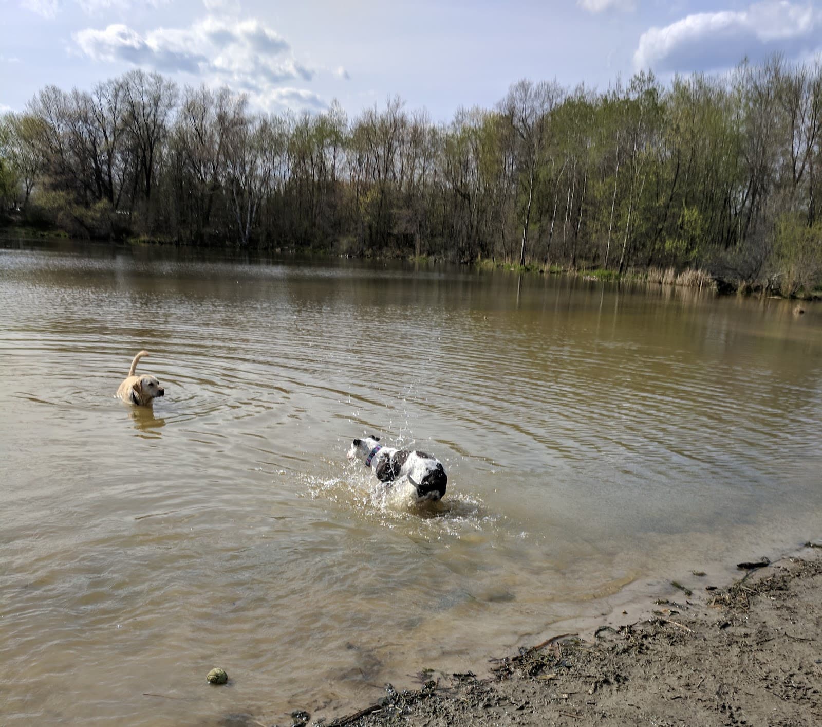 Alimagnet Dog Park - Image 1