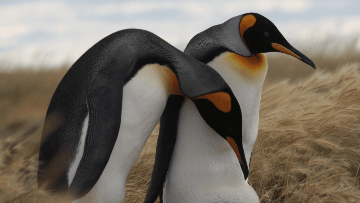 King Penguin Park (Parque Pingüino Rey) - Image 1