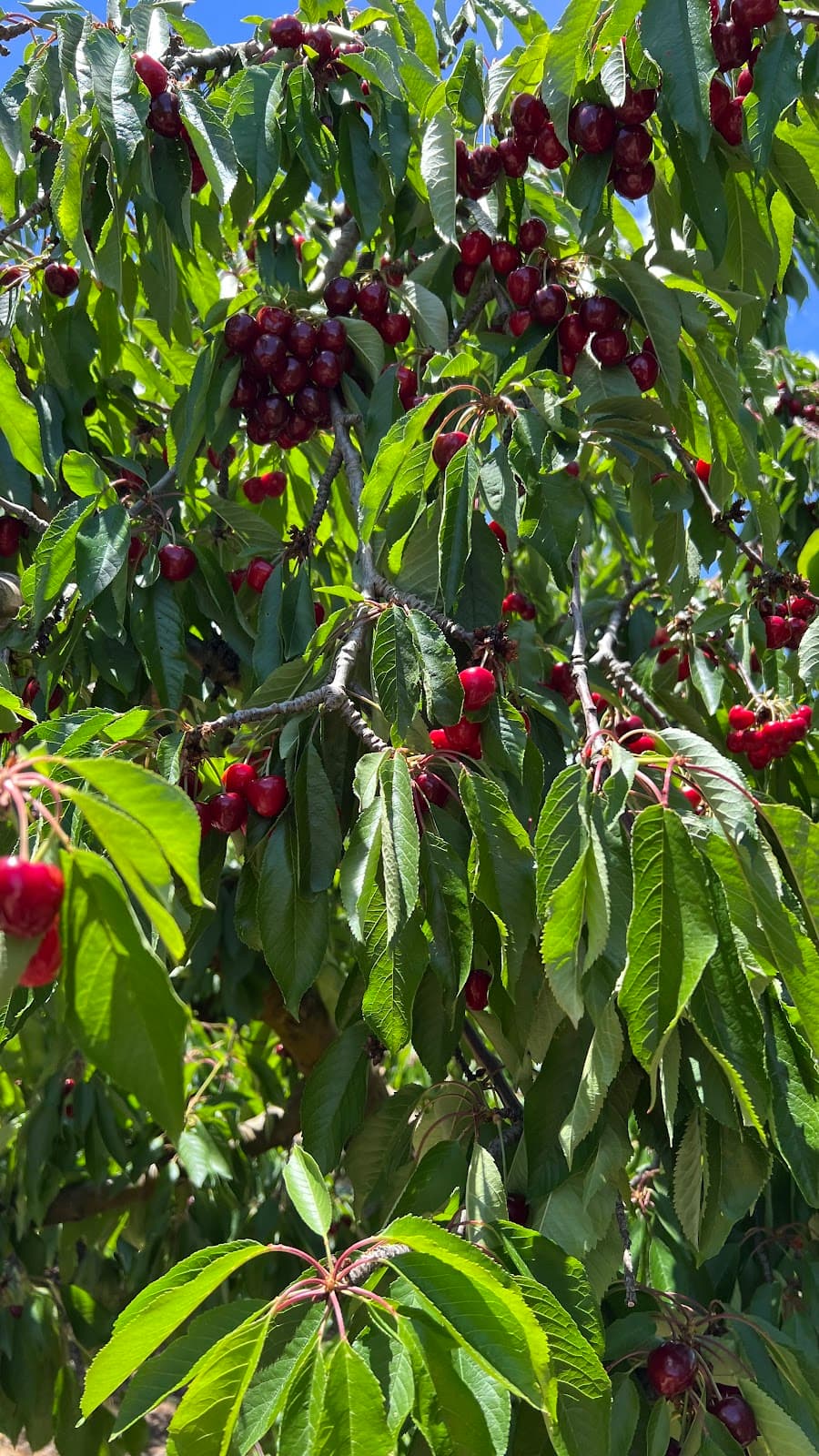 Klondyke Cherry Farm - Image 1