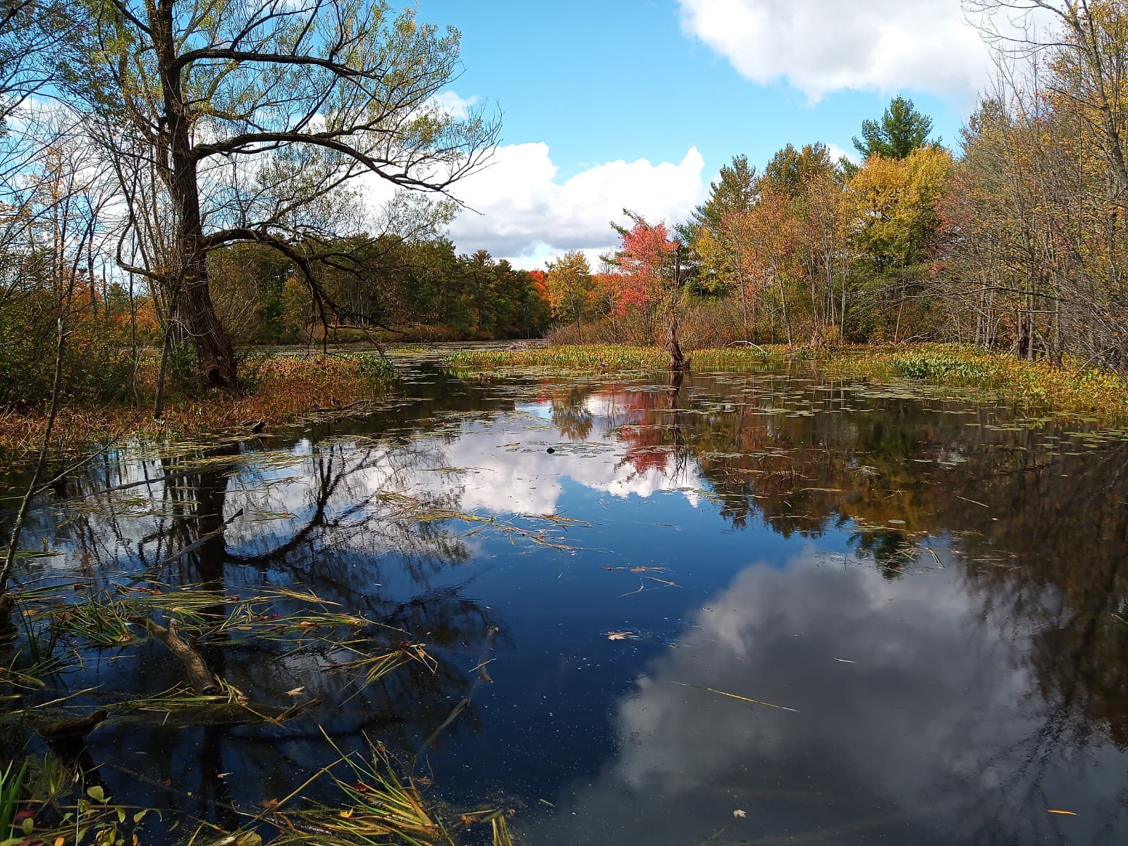 Mud Lake Britannia - Image 1