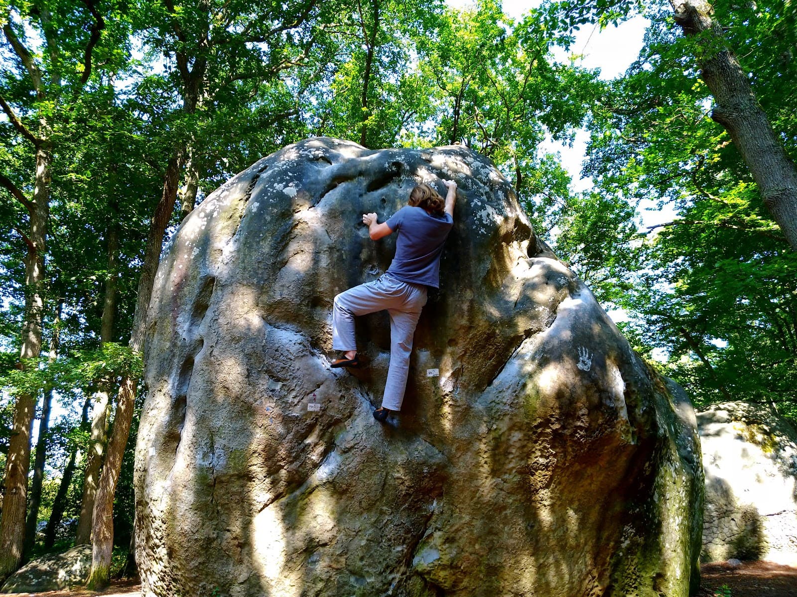 Bas Cuvier Fontainebleau - Image 1