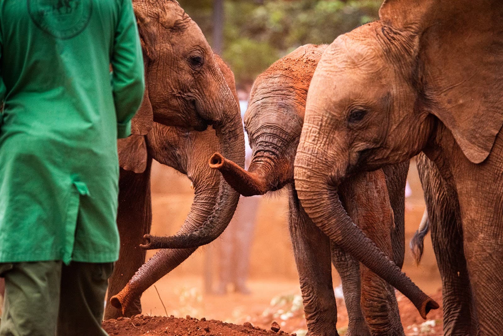 David Sheldrick Wildlife Trust Nairobi Nursery - Image 1