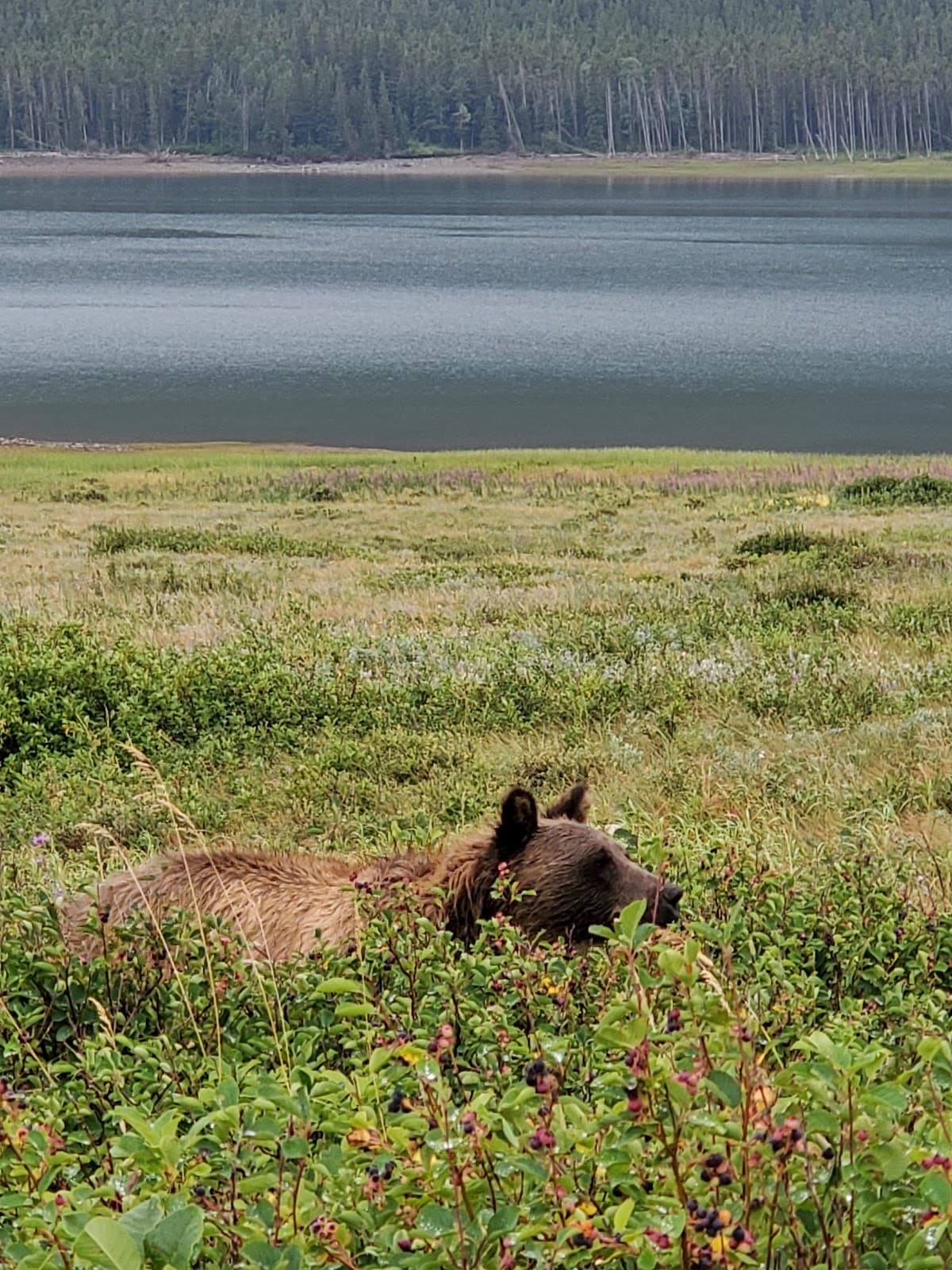 Many Glacier Road Glacier National Park - Image 1