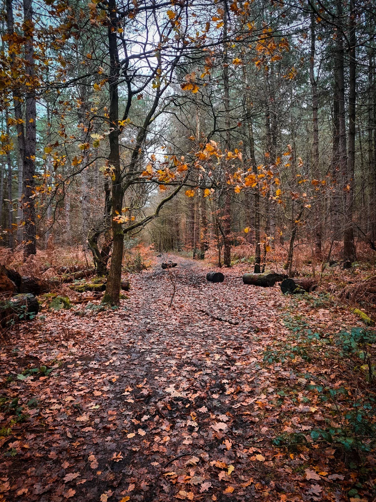 Dog-Friendly Exploration