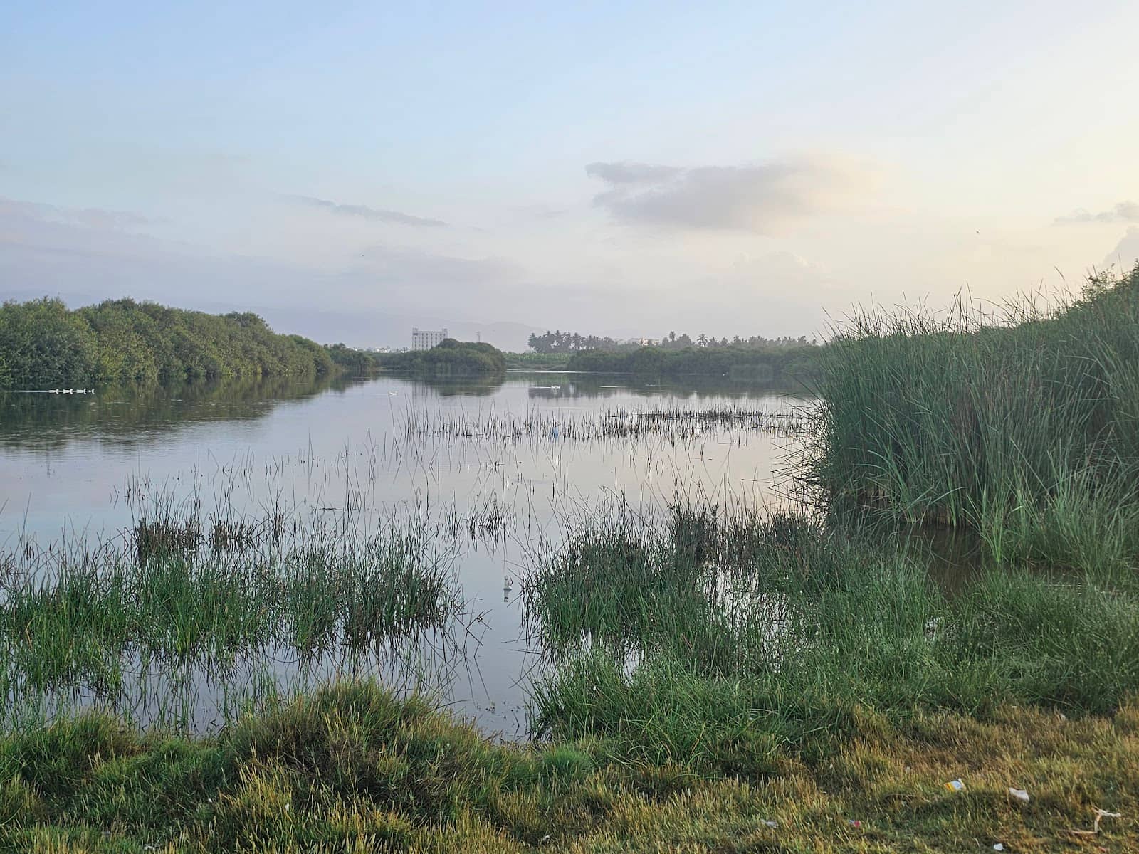 Lush Khareef Scenery