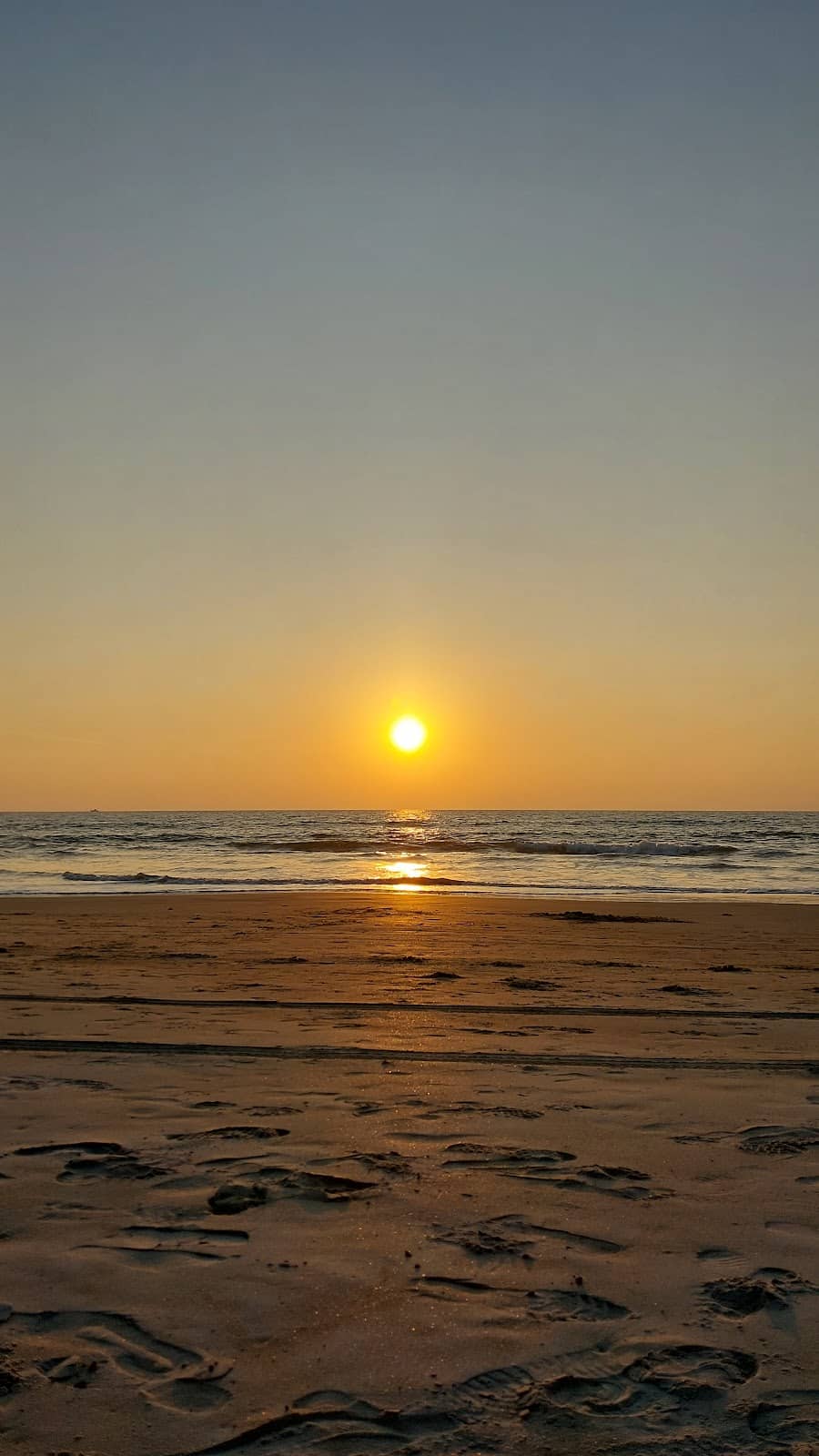 Friendly Canine Companions