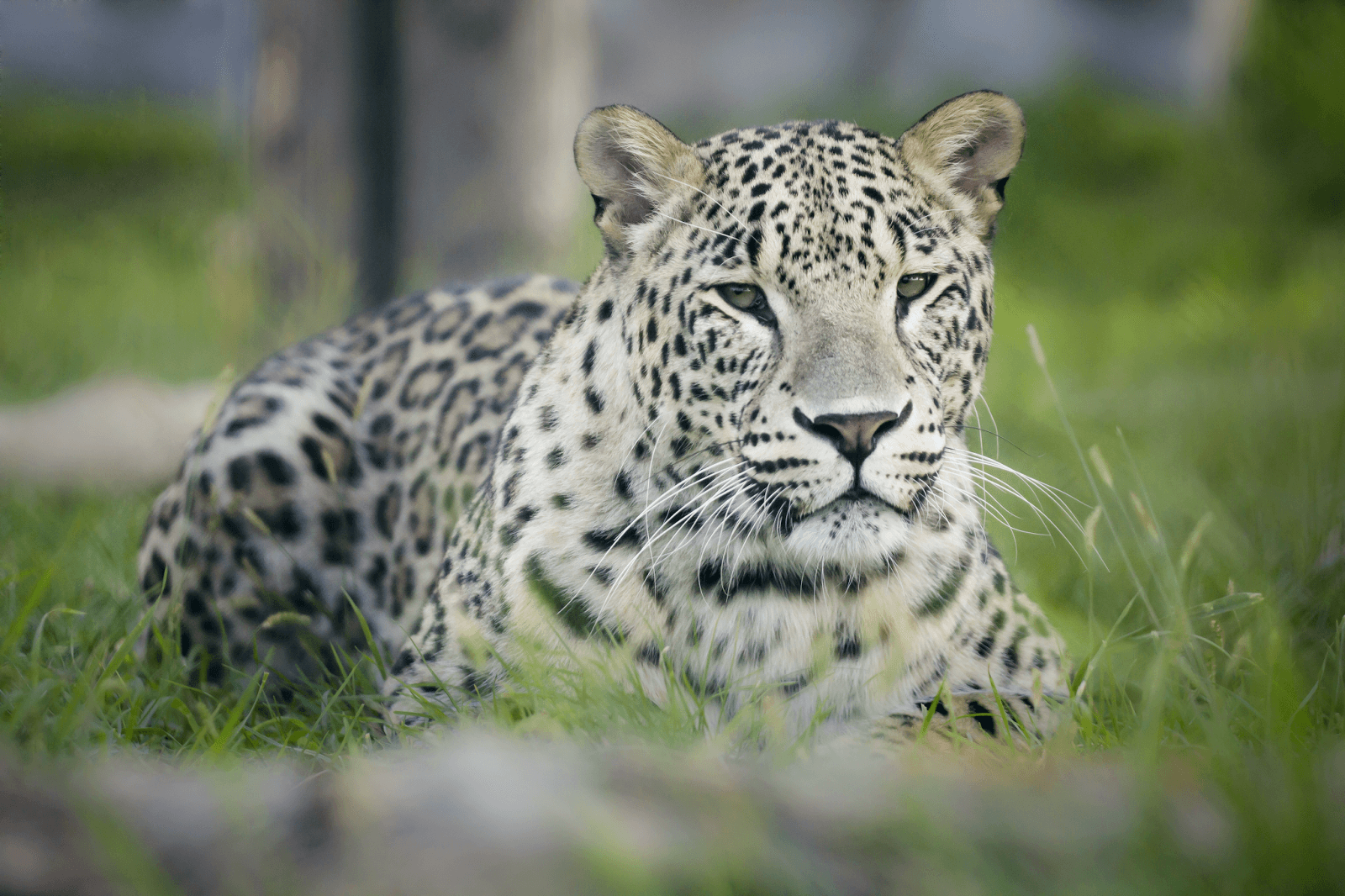 Oradea Zoo - Image 1