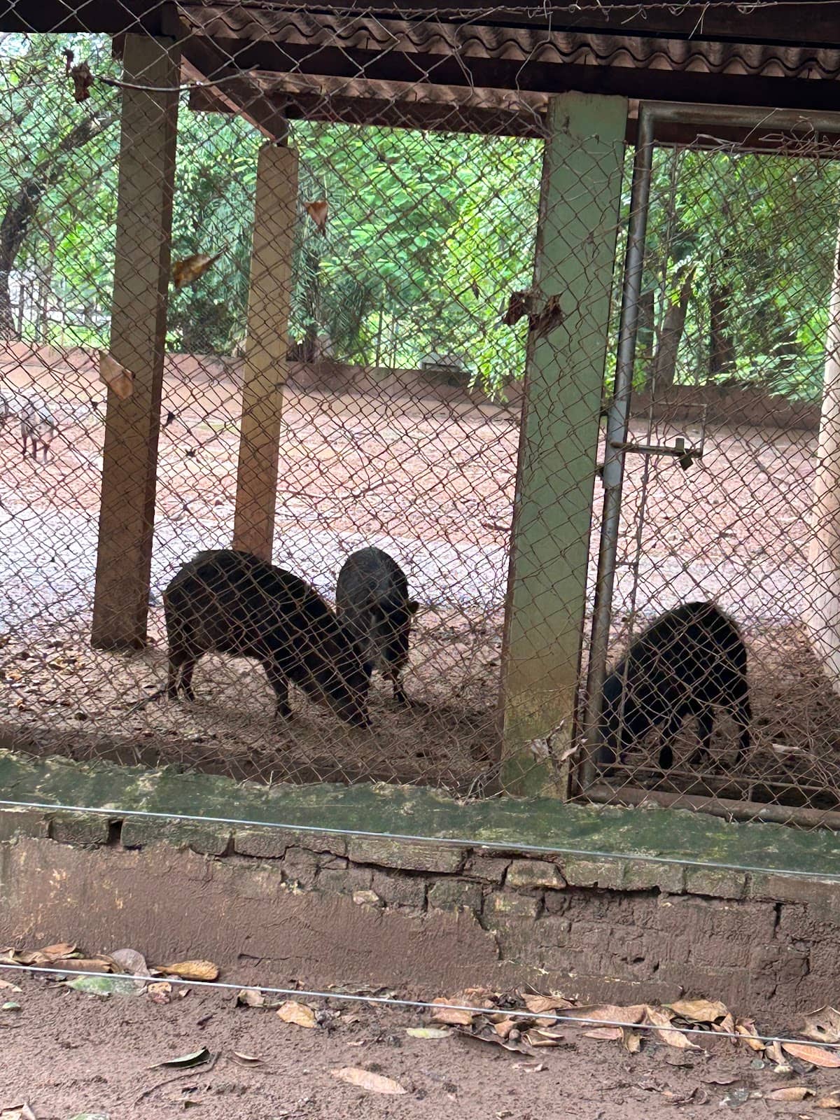 Life-Sized Animal Replicas