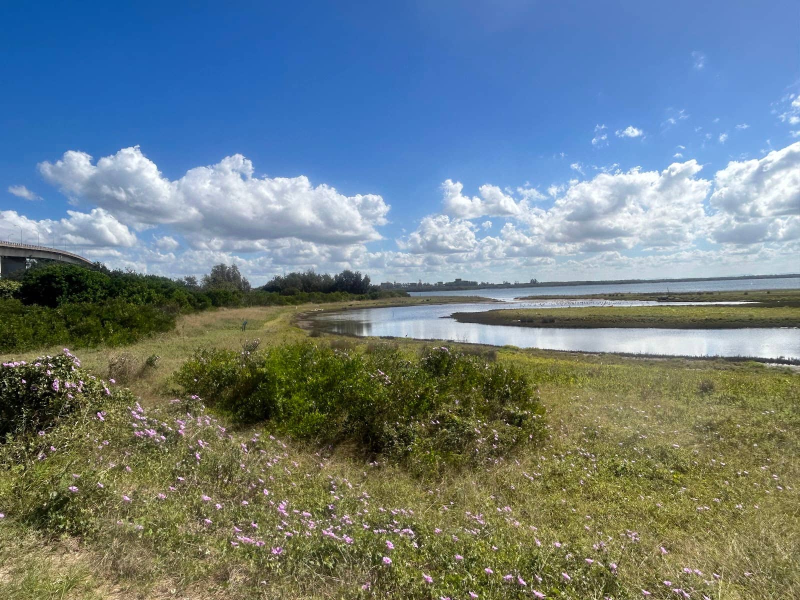 Wetland Bird Diversity