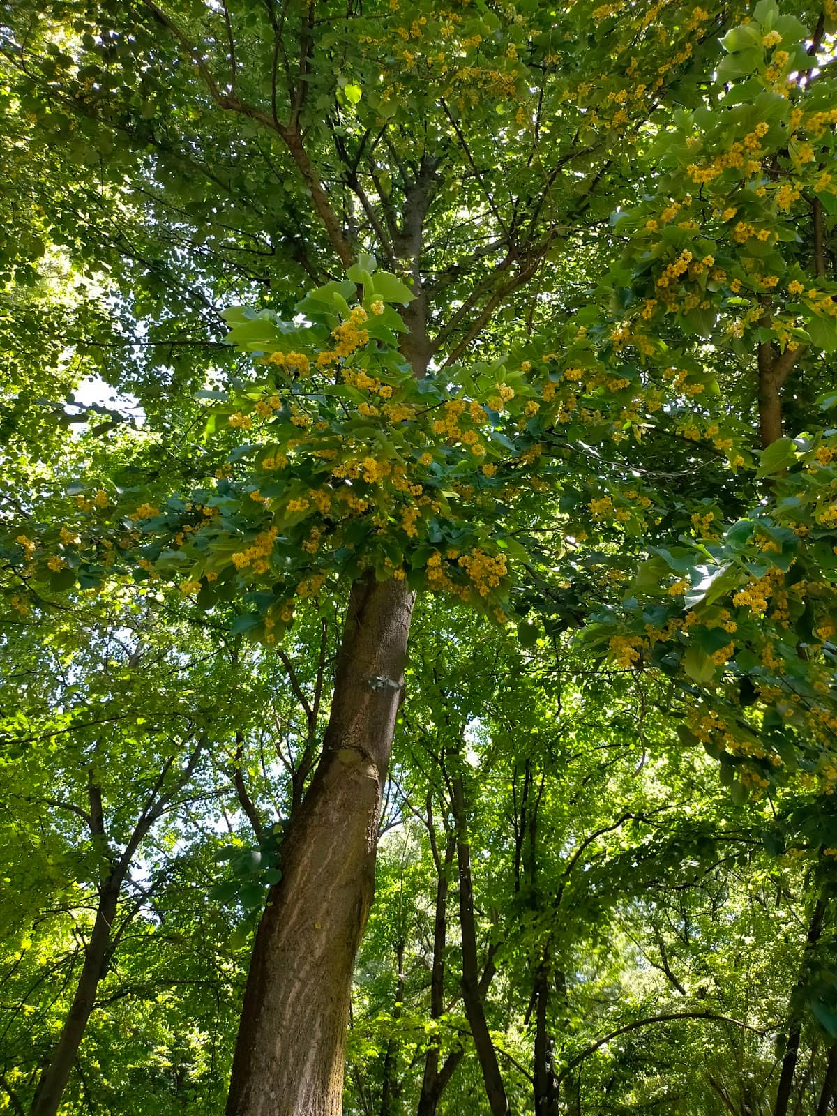 Lush Forest Trails
