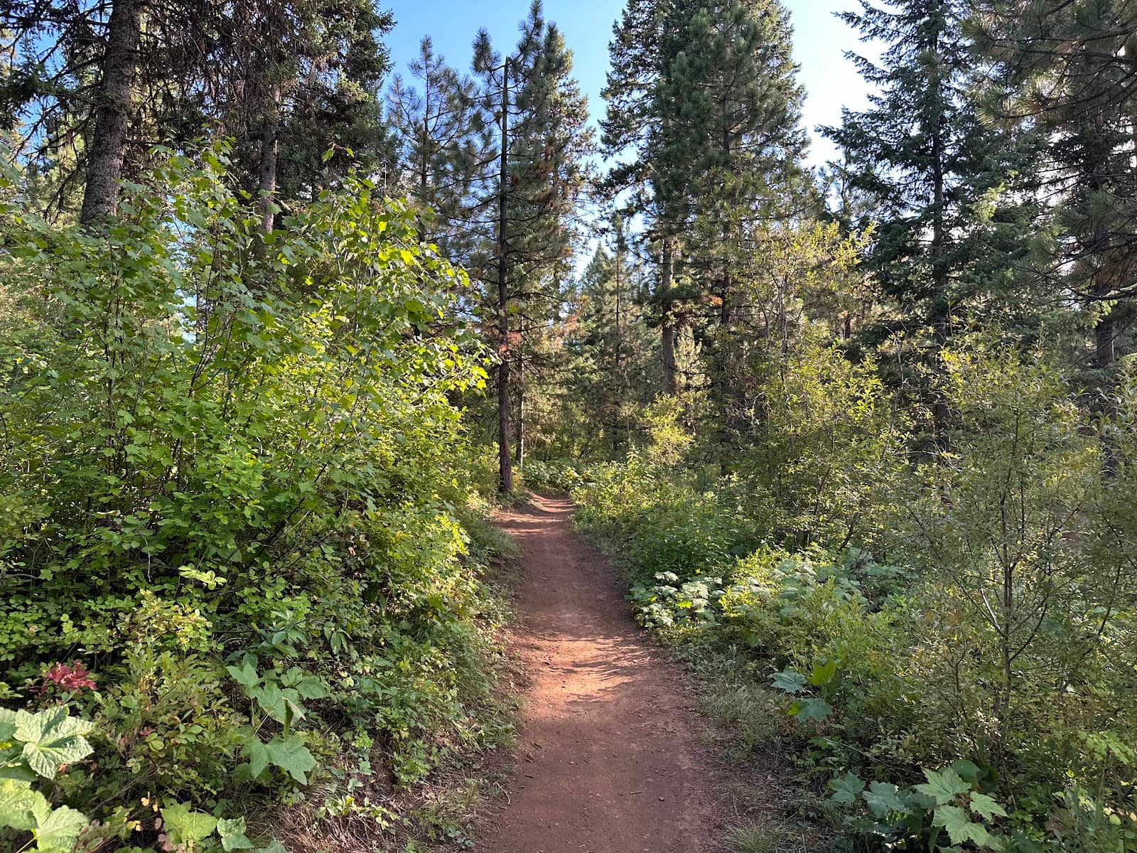 Dog-Friendly Exploration