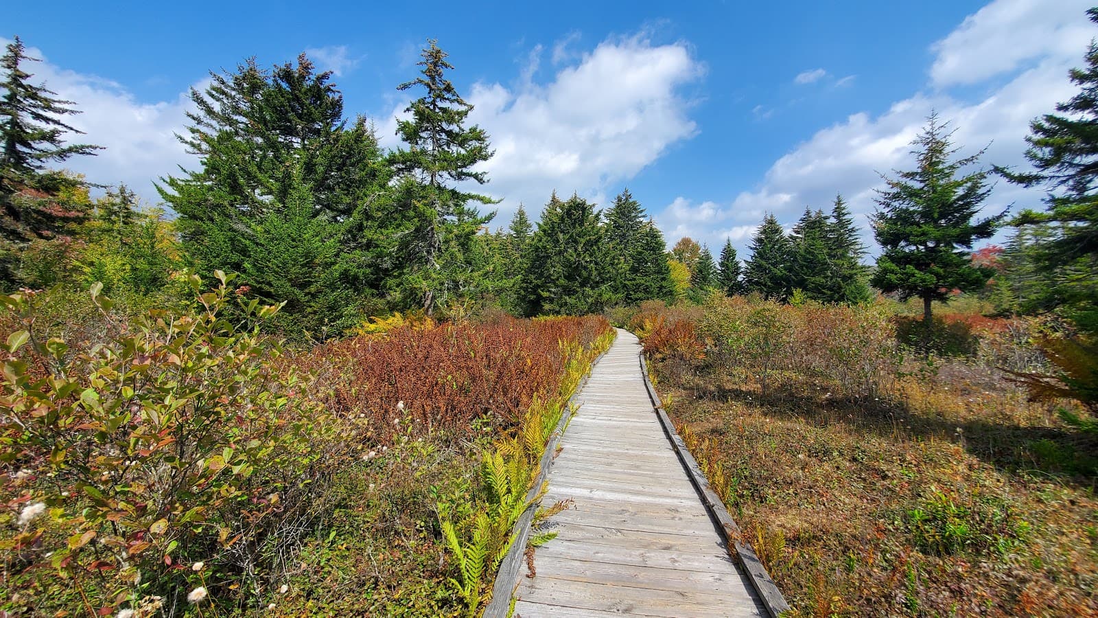 Cranberry Glades Botanical Area - Image 1