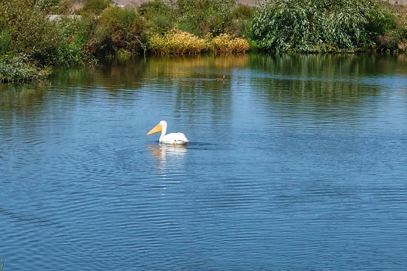 Reclaimed Water Ponds