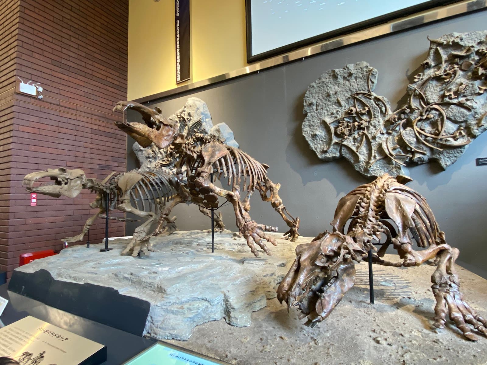 Saitama Museum of Natural History - Image 1