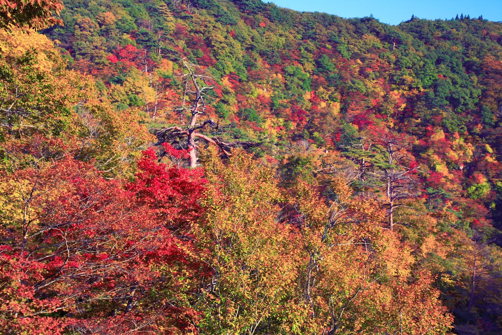 Naruko Gorge Walking Trail - Image 1