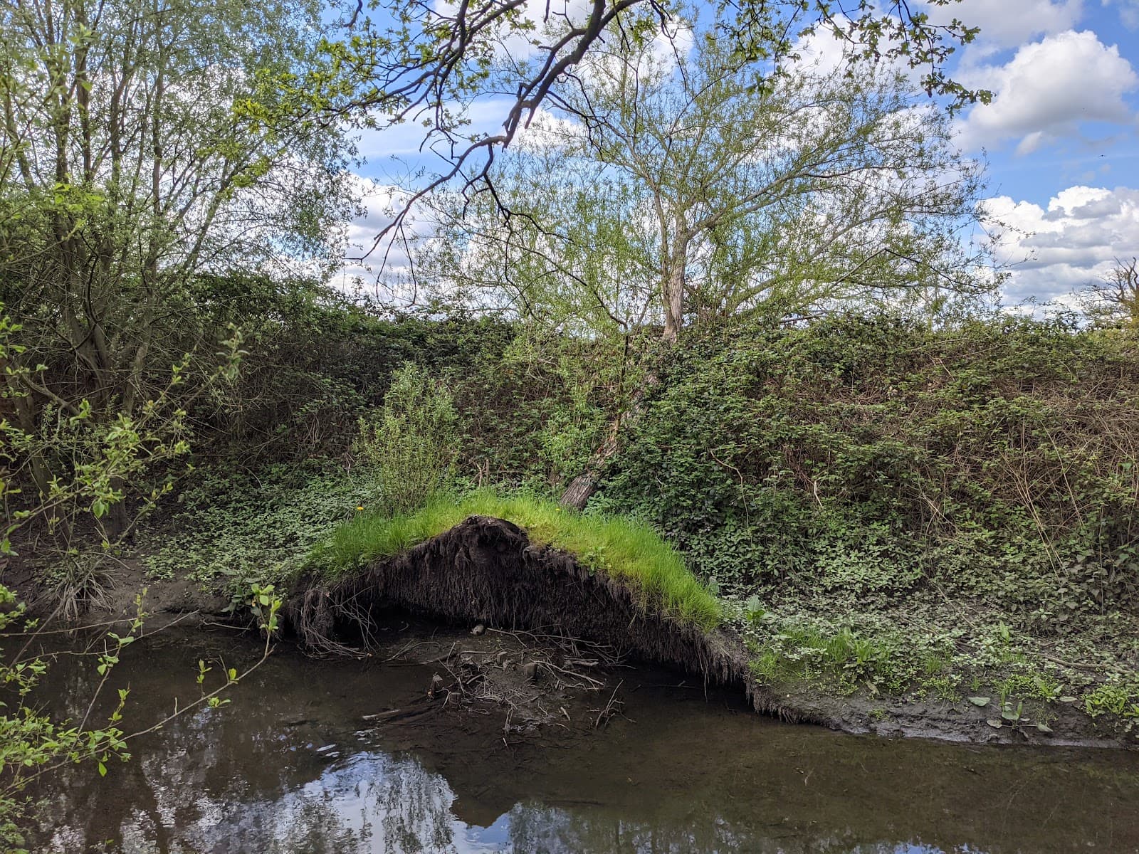 Gutteridge Wood & Meadows - Image 1