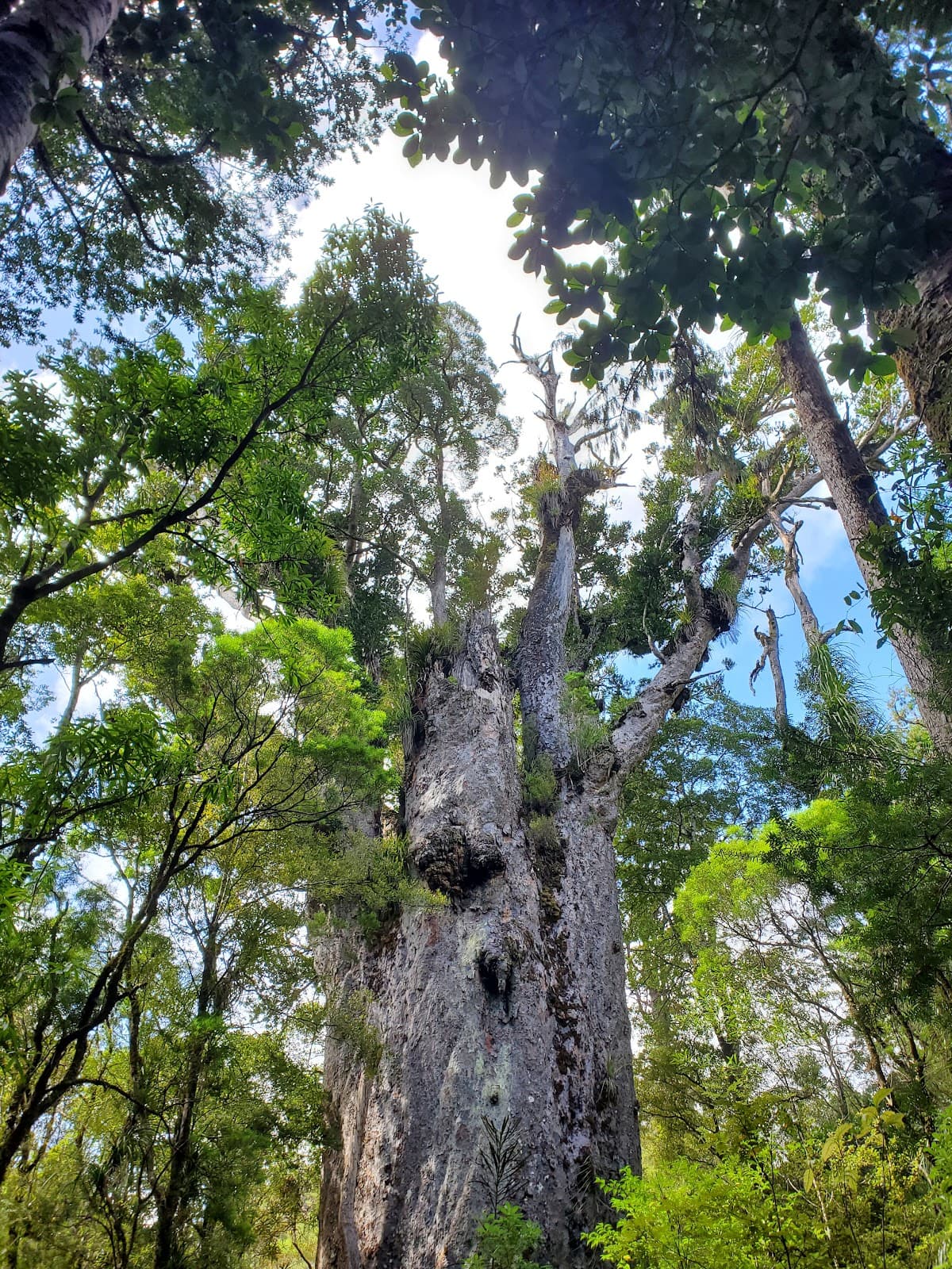 Te Matua Ngahere - Image 1