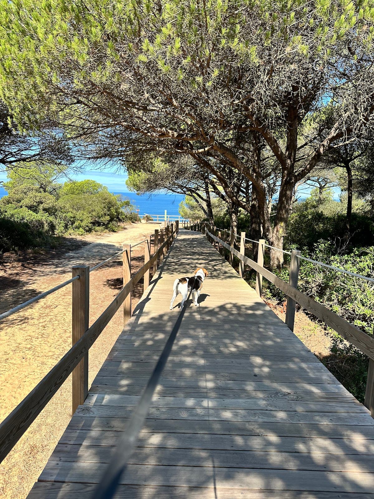 Mata Nacional dos Medos - Image 1