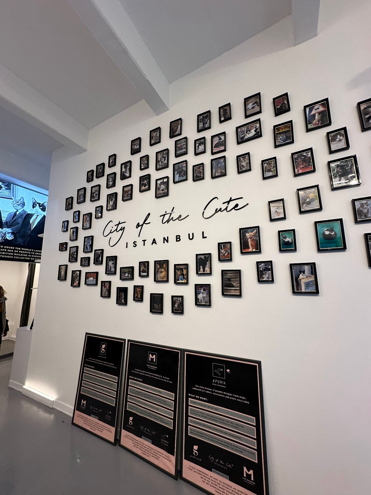Cat Museum - Image 1
